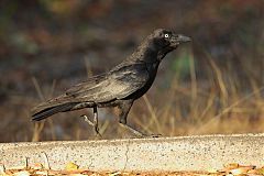 Torresian Crow